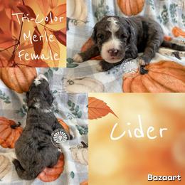 Cider - Merle female Bernedoodle puppy in Godwin, North Carolina from Farm Sweet Farm Doodles