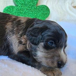 Ross ( red collar) - Black and tan male Schnoodle puppy in Novinger, Missouri from Stormi Sky Schnoodles