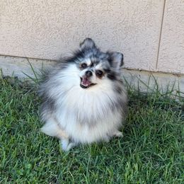 Lucy - Pomeranian