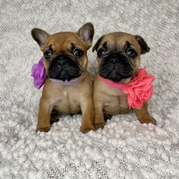 French Bulldog Puppies from GavFam Frenchies