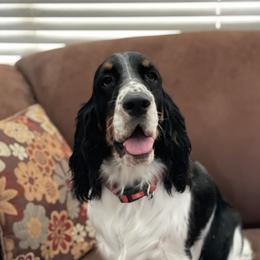 Sophia - English Springer Spaniel