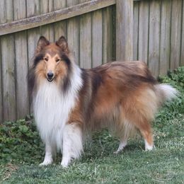 Cruise - Collie