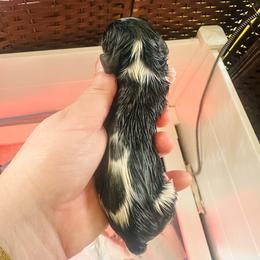 Vita - Tri-color female Cavalier King Charles Spaniel puppy in Tunbridge, Vermont from Solheimar