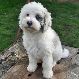 Ollie - Blue male Australian Labradoodle puppy in Molalla, Oregon from Golden Xpress Labradoodles