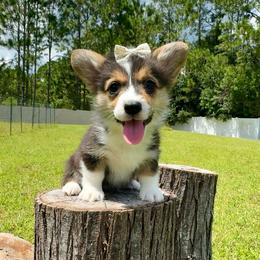Faith - Black and tan female American Corgi puppy in Florida from Sunrise Corgis