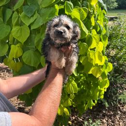 Cindy - Black and tan female Yorkipoo puppy in Henderson, North Carolina from Dorans Danes and Doodles