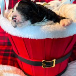 Bernedoodle, Cockapoo, and Goldendoodle Puppies from Avery Doodle Day LLC