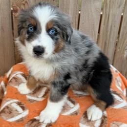 Beau - Blue merle male Australian Shepherd puppy in Harrah, Oklahoma from Kamm's Aussies