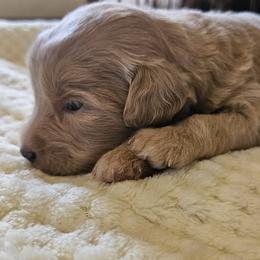 Cream girl - Cream female Aussiedoodle puppy in Coulterville, Illinois from Windbush