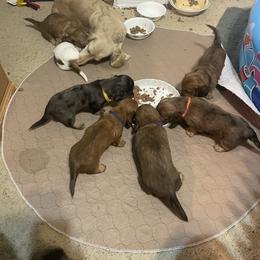 Dachshund Puppies from Desert Wind Dachshunds