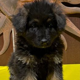 FURGUS - Black and red German Shepherd puppy in Quincy, Washington from Sir Puente German Shepherds