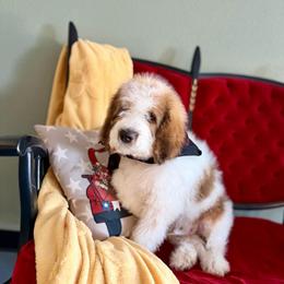 Kodiak - Mahogany and white male Saint Berdoodle puppy in Lookout, California from Remington Kennels, LLC