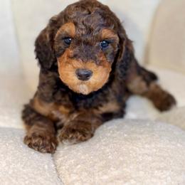 Nugget - Chocolate male Goldendoodle puppy in Twin Falls, Idaho from Burrow & Bone