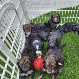 Bernedoodle Puppies from Adorable Dixie Doodles