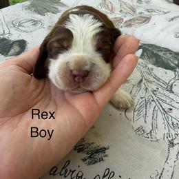 Rex - Liver white and tan male English Springer Spaniel puppy in Waynesburg, Pennsylvania from Krysak’s Springer Spaniels