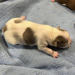 Lilac and white splash - Lilac female Boston Terrier puppy in Seguin, Texas from Campos Farms