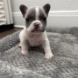 French Bulldog puppies from Grand Star Bulldogs