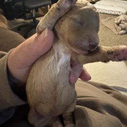 Girl 3 - Cream female Poodle puppy in Fredericktown, Missouri from Ellie & Co. Doodles