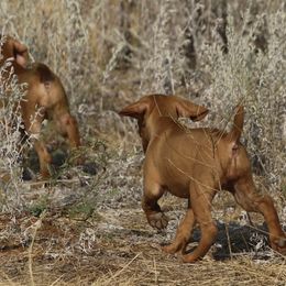 German Shorthaired Pointers and Vizslas from Big Country Kennels