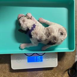 Baby Ruth - Chocolate merle female Bernedoodle puppy in Richmond, Texas from Harper’s Heartbeats