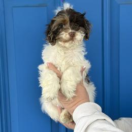 Itzy - Brown and white female Cockapoo puppy in Annapolis, Maryland from Teddy Bear Cockapoos