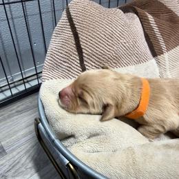 Orange Collar - Dark golden male Golden Retriever puppy in Evansville, Wyoming from Pura Vida Golden Retrievers