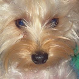Yorkshire Terriers from Yorkie