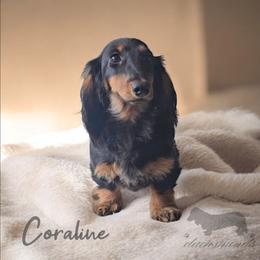 Coraline - Dachshund