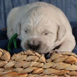 Kodiak - Light golden male Golden Retriever puppy in Payette, Idaho from Stonewick Retrievers