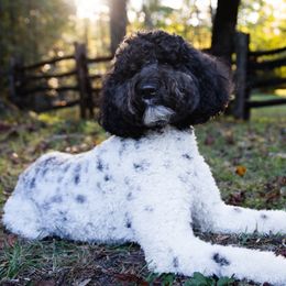 Emma - Goldendoodle