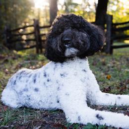 Emma - Goldendoodle