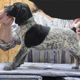 Female 6 - Turquoise - Black roan female German Shorthaired Pointer puppy in Philomath, Oregon from Calvert Kennels