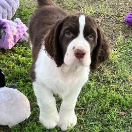 Liver White - Liver and white male English Springer Spaniel puppy in California from Pridemark