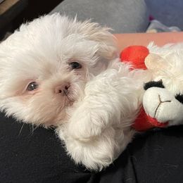 Shih Tzus from Shih Tzus of Springboro LLC.