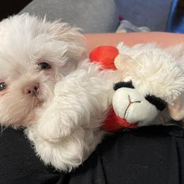 Shih Tzus from Shih Tzus of Springboro LLC.