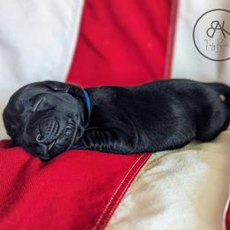 Labrador Retriever Puppies from BAK Forty Ranch