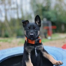 Belgian Malinois and Dutch Shepherd Puppies from Vuurhart Herders