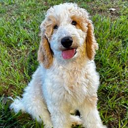 James - Parti male Goldendoodle puppy in Pasadena, Texas from Toledo Creek Doodles