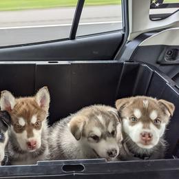 Siberian Husky Puppies from Rocket City Huskies