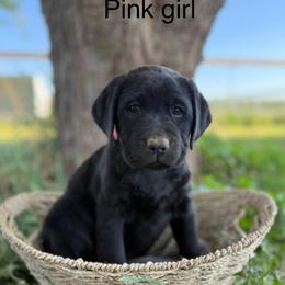 Pink Collar Girl (Black) - Black Labrador Retriever puppy in Corning, California from Raven's Labradors