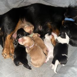 Lt Blue - Black and tan male Dachshund puppy in Snow Camp, North Carolina from V's Southern Angels