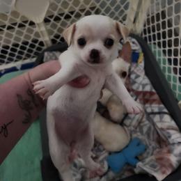 Quinn - Cream and white female Chihuahua puppy in Ashtabula, Ohio from Paw's & Awe's Chihuahuas