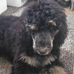 Theo - Phantom male Poodle puppy in New York from Powder Puff Poodles
