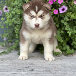 Pomsky and Siberian Husky Puppies from Osiris’s Siberians & Pomskies