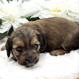 Banks - Red male Dachshund puppy in Exeter, California from Sawtooth Miniature Dachshunds