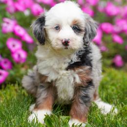 Milo - Blue merle male Bernedoodle puppy in Dundee, Ohio from Down Home Doodle