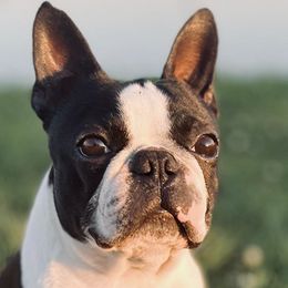 Boston Terriers from Trifecta Kennel