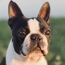 Boston Terriers from Trifecta Kennel