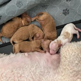 Marshall - Red  male Poodle puppy in Cedar City, Utah from Precious Paws Ranch