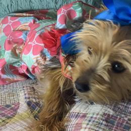 Ivy - Yorkshire Terrier